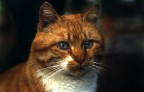 Il gatto