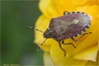 Dolycoris baccarum
