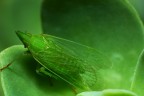 Dictyophara-europea