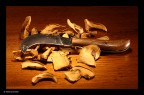 profumo di bosco
