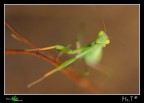 ...Alien...