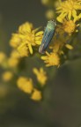 Cicadella virdis