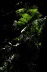 nel parco del Ticino una cascata di felci
