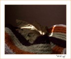 Autunno