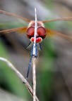 red eyes