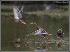 Pronti .......Via