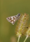 Farfallina
