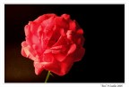 Una rosa per Eva