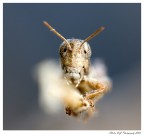 Rocco Grillo Rocco Grillo