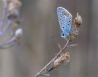 farfalla