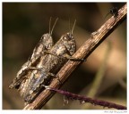 Guardone!!!!! Guardone!!!!!