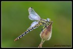 [valter] Libellula
