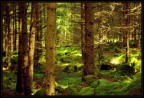 bosco 2