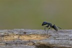 Prima formica