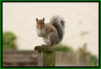 questo bel scoiattolo stava visitando il mio giardino+foto scattata da dentro casa e in piu' finestra vetro davanti al fotoshot, rimasto contento della fotografia.