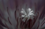 Il Cuore Della Medusa