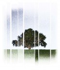 ALBERO
