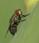 semplice mosca