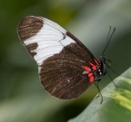 Farfalla 2