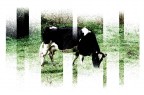 MUCCA