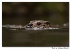 Lontra