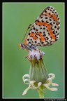 Nymphalidae