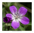 Un fiore