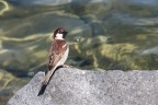 passero al lago di bracciano