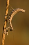Parco regionale del Treja. Trovata ben mimetizzata in mezzo all'erba secca assieme a parecchi altri esemplari, ho scelto quella pi fotografabile. Sulla parte superiore dell'addome  ben visibile un velo d'acqua azzurra che potrebbe far pensare ad una maf non corretta.
Eos 40d  AE  t 1/20  f/20  iso 200  comp.esposizione 2/3  luce naturale  cavetto  treppiede  no crop  scatto 25.09.2008 ore 8.04