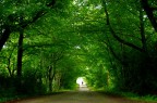 Tunnel verde