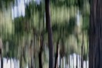 alberi