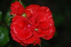 Rosa rossa del mio giardino (l'unica.....!)