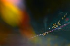 interstellar burst...