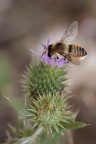??volucella??