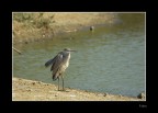 cinerino solitario infreddolito