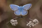 blulice