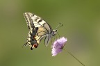 Papilio-machaon,
eos 450 D - 60 macro canon monopiede.