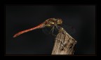 libellula