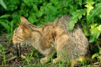 Gatto selvatico