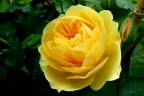 Rosa Tea