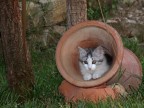 Simpatico rifugio... -  gattino