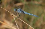 Orthretum brunneum