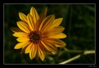 Un fiore