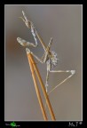 ...Empusidae...