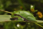 Frog !