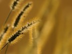 oro d'autunno