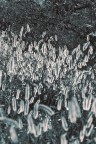 Graminacea 02