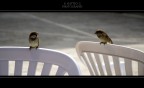 Amici