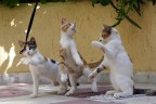 CATS