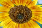 Girasole fotografato con impostazione macro